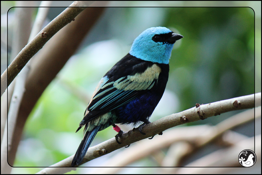 Ridgetop Farm and Garden | Birds of 2013 | Week 27 | California Academy of Science