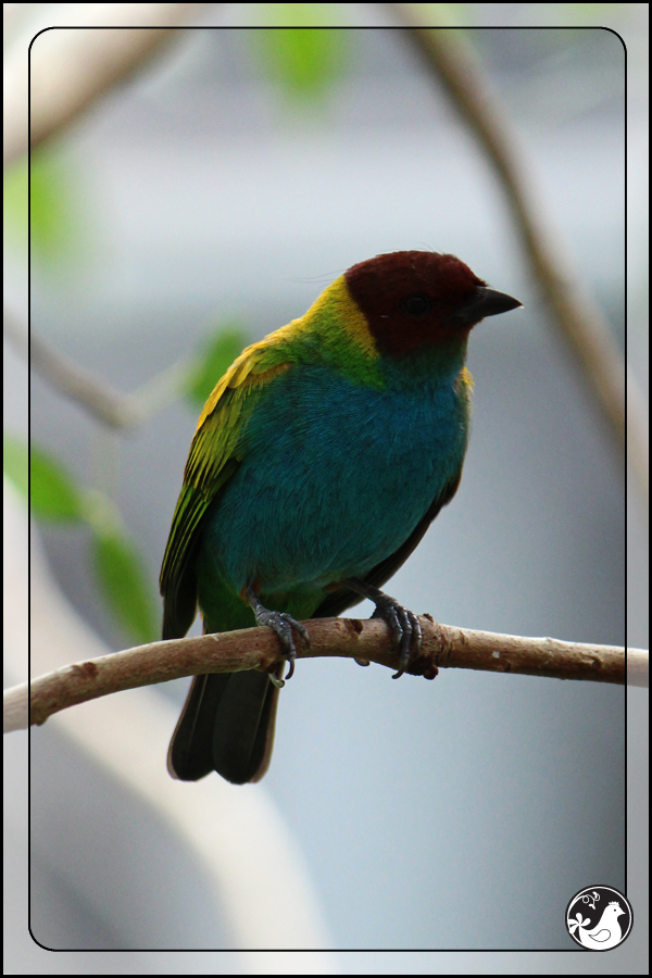 Ridgetop Farm and Garden | Birds of 2013 | Week 27 | California Academy of Science