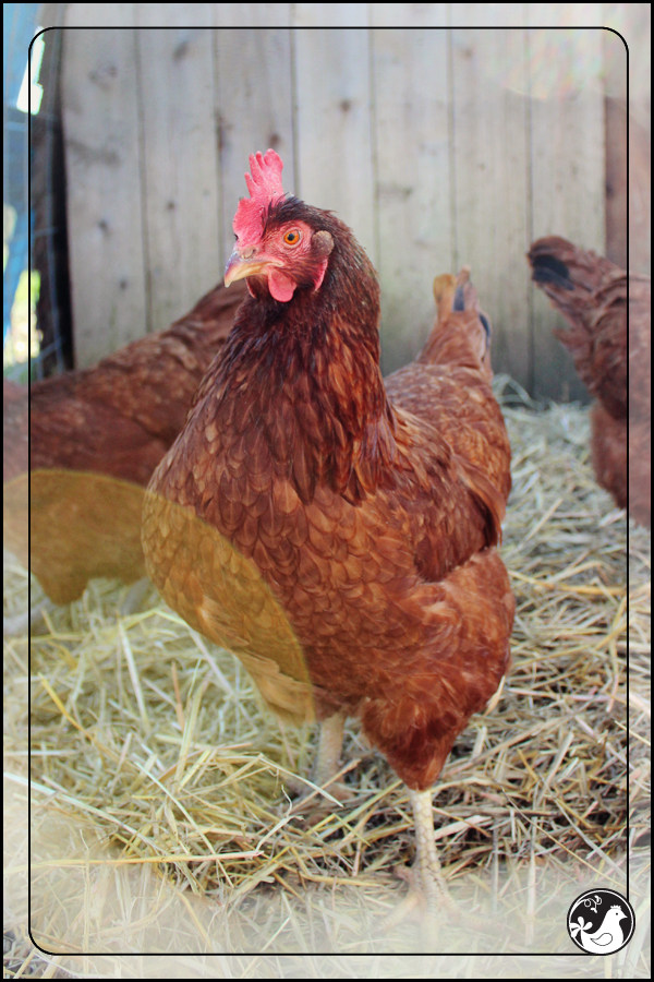 Ridgetop Farm and Garden | Our Flock | Rhode Island Reds