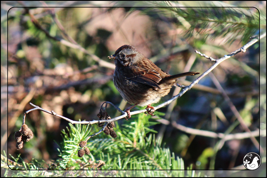 Ridgetop Farm and Garden | Birds of 2013 | Week 1 | Song Sparrow