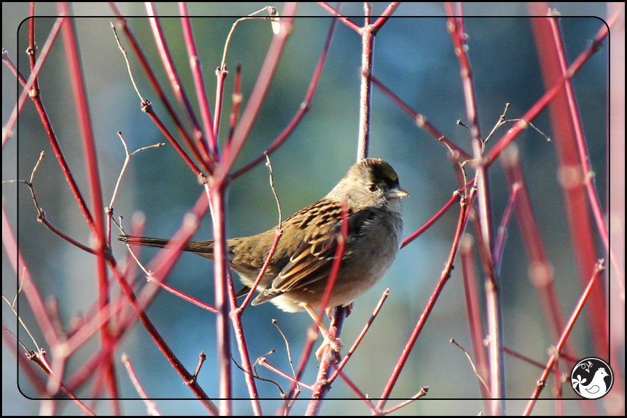Ridgetop Farm and Garden | Birds of 2013 | Week 1 | Golden-crowned Sparrow