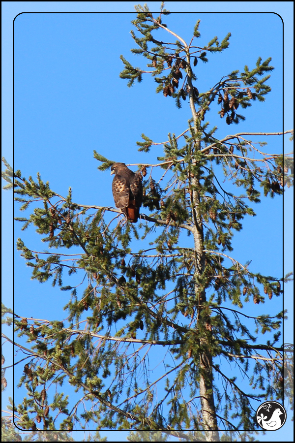 Ridgetop Farm and Garden | Birds of 2013 | Week 1 | Red Tailed Hawk