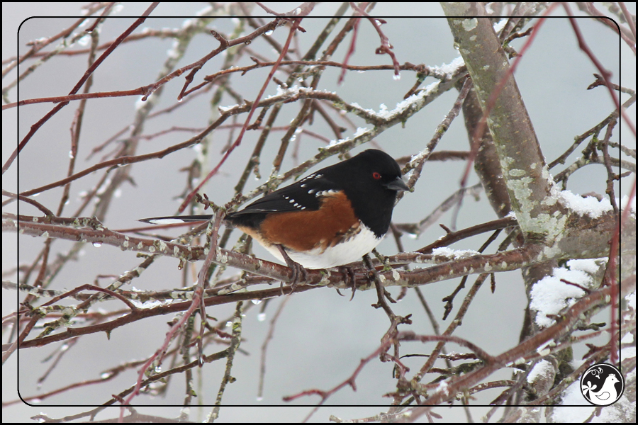 Ridgetop Farm and Garden | Birds of 2013 | Week 51 | Spotted Towhee