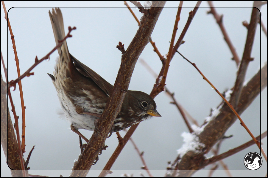 Ridgetop Farm and Garden | Birds of 2013 | Week 51 | Fox Sparrow