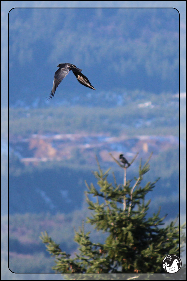 Ridgetop Farm and Garden | Birds of 2013 | Week 1 | American Crow