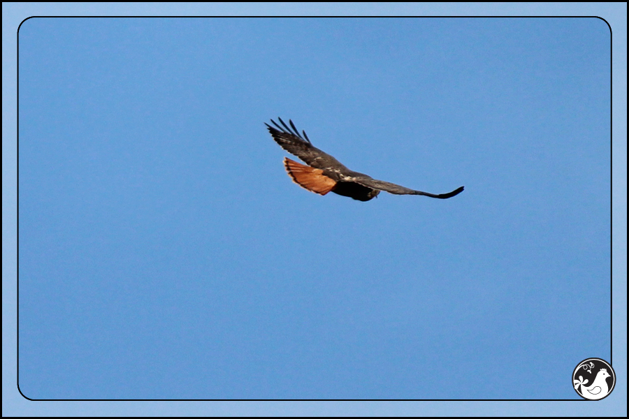 Ridgetop Farm and Garden | Birds of 2013 | Week 14 | Red-tailed Hawk
