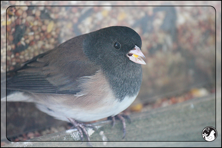 Ridgetop Farm and Garden | Birds of 2013 | Week 15 | Dark-eyed Junco