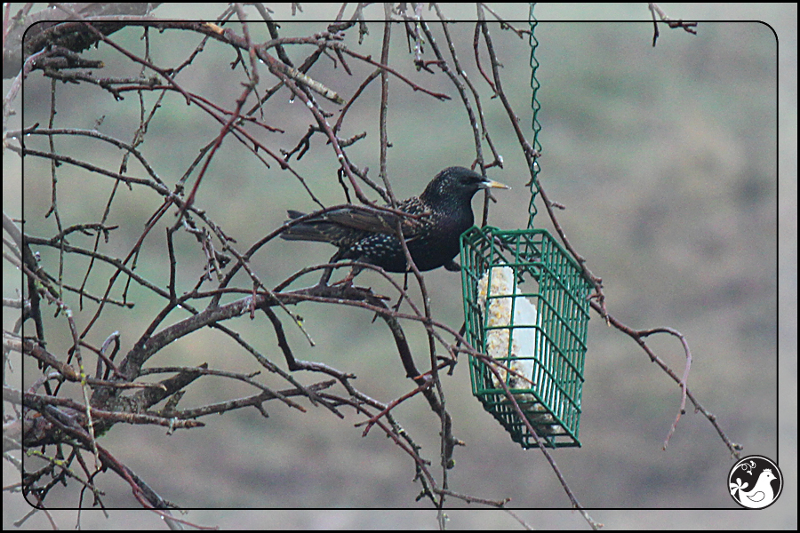 Ridgetop Farm and Garden | Birds of 2013 | Week 15 | European Starling