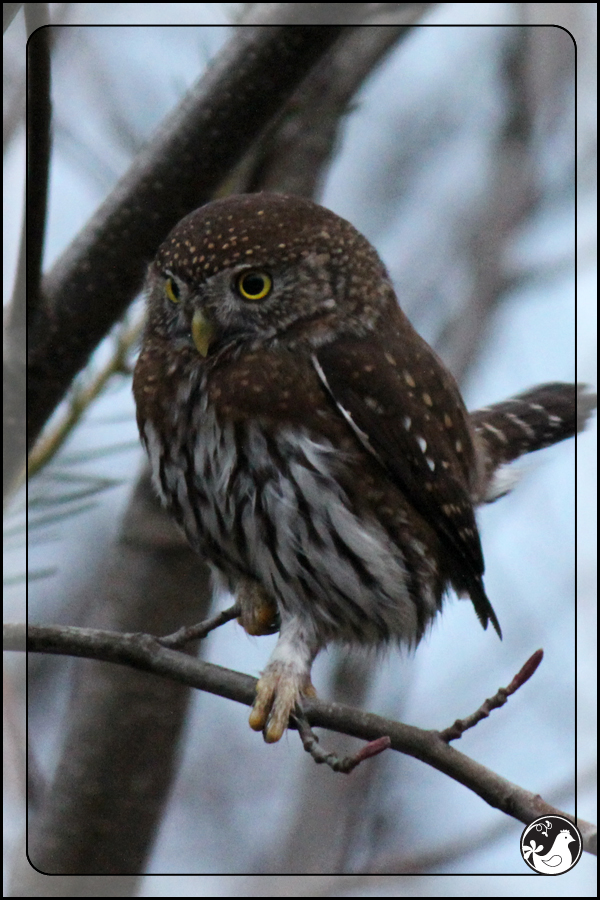 Ridgetop Farm and Garden | Birds of 2013 | Week 10 | Northern Pygmy Owl