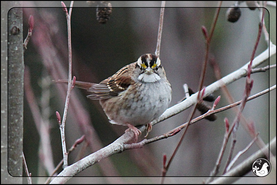 Ridgetop Farm and Garden | Birds of 2013 | Week 5 | White-throated Sparrow