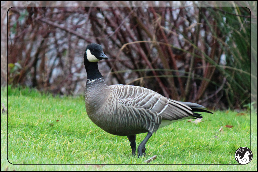 Ridgetop Farm and Garden | Birds of 2013 | Week 2 | Cackling Goose