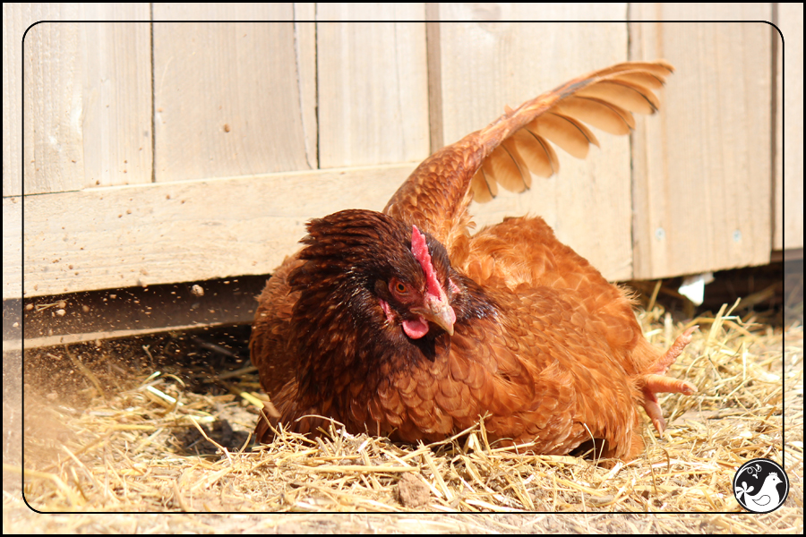 Ridgetop Farm and Garden | Our Flock | Rhode Island Reds