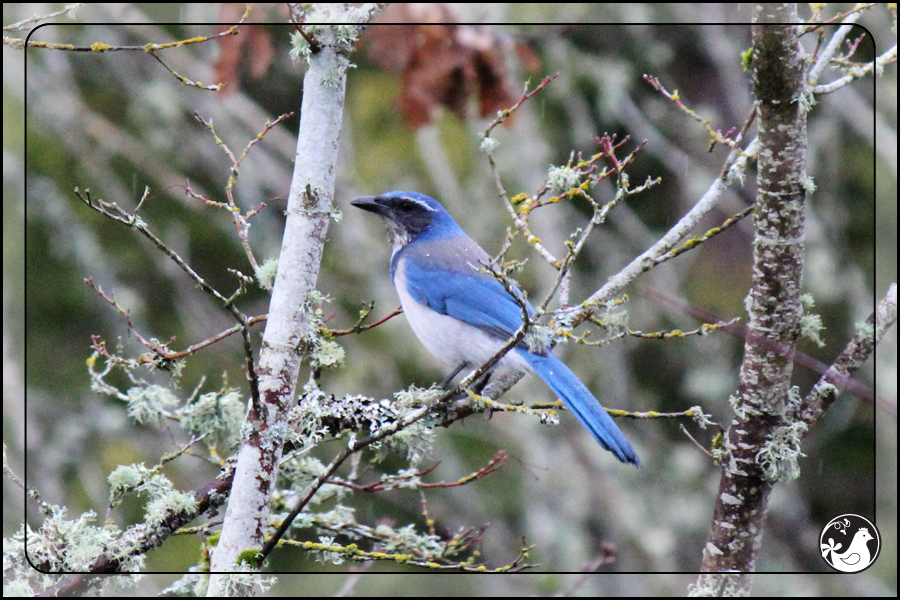 Ridgetop Farm and Garden | Birds of 2013 | Week 2 | Western Scrub Jay