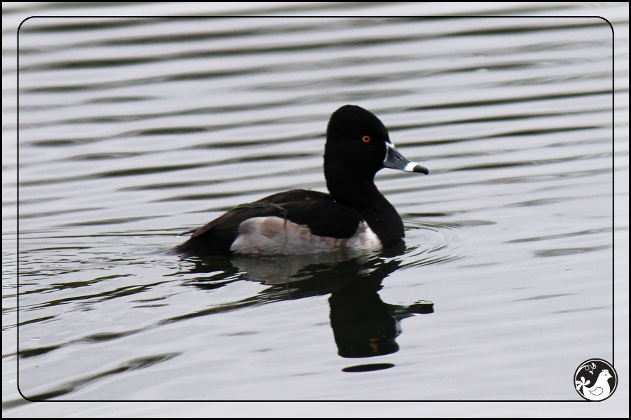 Ridgetop Farm and Garden | Birds of 2013 | Week 2 | Ring-necked Duck