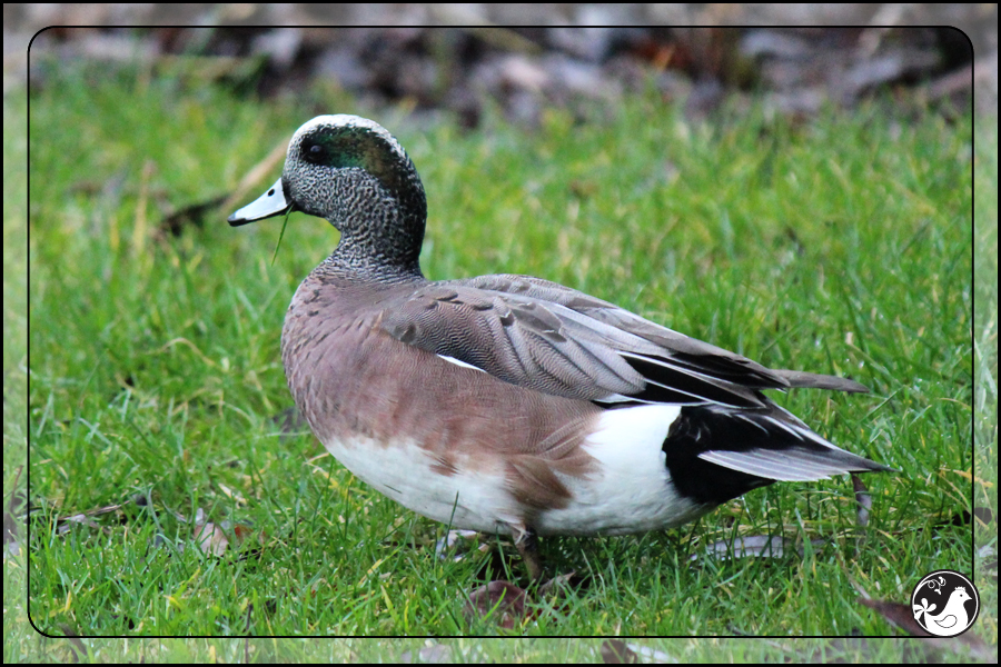 Ridgetop Farm and Garden | Birds of 2013 | Week 2 | American Wigeon