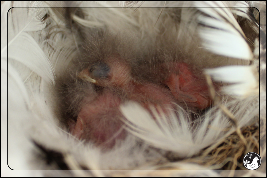 Ridgetop Farm and Garden | Birds of 2013 | Week 31 | Barn Swallow