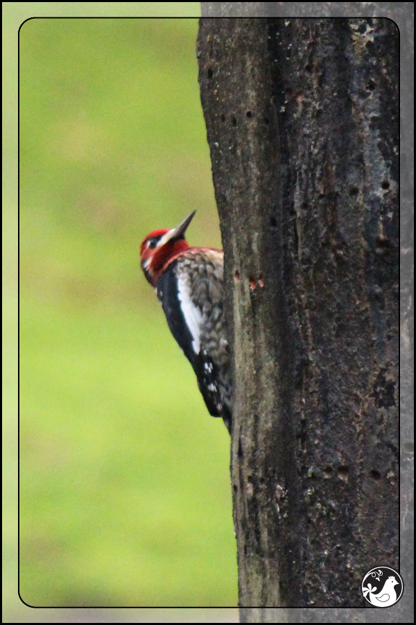 Ridgetop Farm and Garden | Birds of 2013 | Week 2 | Red-breasted Sapsucker