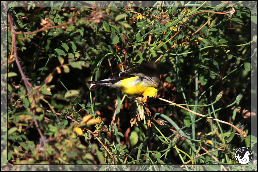 Ridgetop Farm and Garden | Birds of 2013 | Week 34