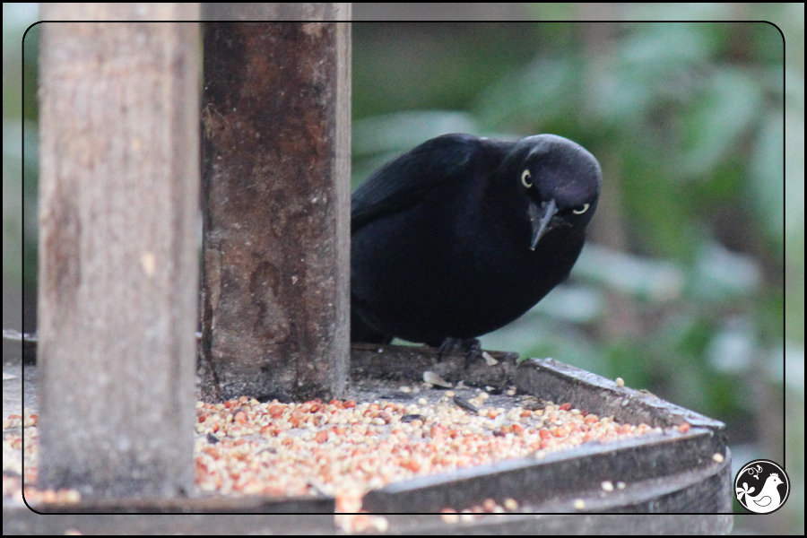 Ridgetop Farm and Garden | Birds of 2013 | Week 2 | Brewer's Blackbird