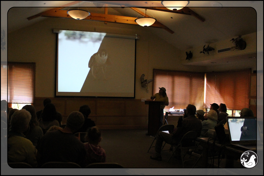 Ridgetop Farm and Garden | Birds of 2013 | Week 38 | Audubon Society | Peregrine Falcon