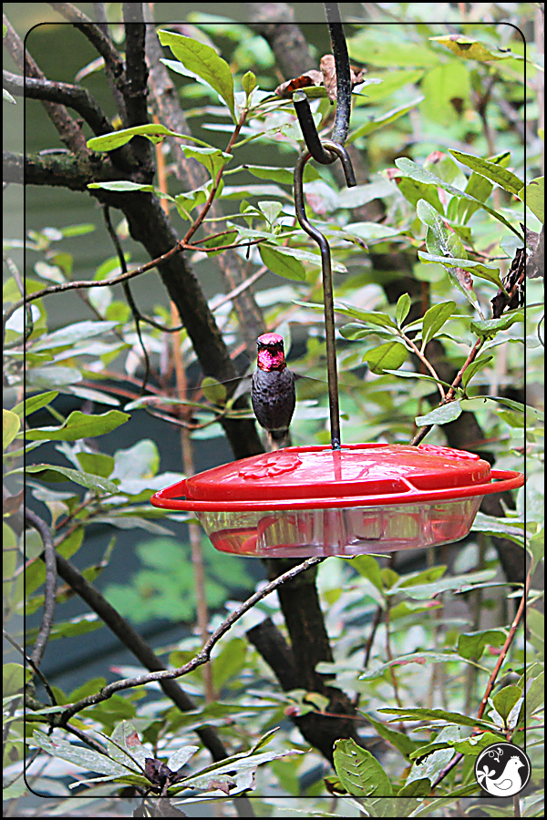 Ridgetop Farm and Garden | Birds of 2013 | Week 38 | Audubon Society | Anna's Hummingbird