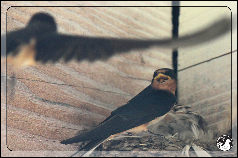 Ridgetop Farm and Garden | Birds of 2013 | Week 31 | Barn Swallow