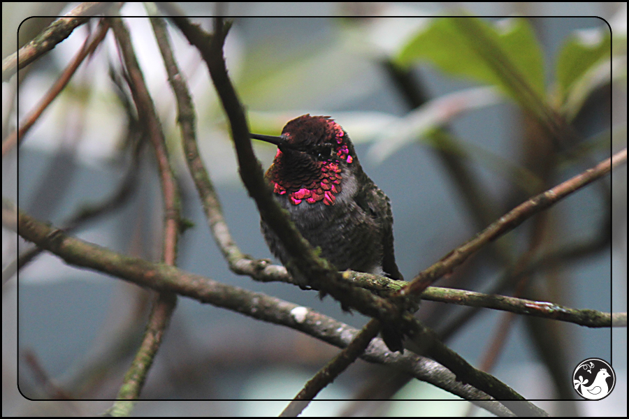 Ridgetop Farm and Garden | Birds of 2013 | Week 38 | Audubon Society | Anna's Hummingbird