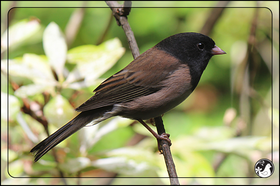 Ridgetop Farm and Garden | Birds of 2013 | Week 38 | Audubon Society
