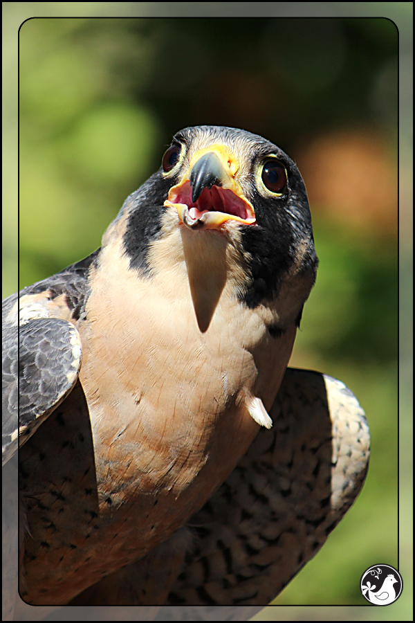 Ridgetop Farm and Garden | Birds of 2013 | Week 38 | Audubon Society | Peregrine Falcon | Finnegan