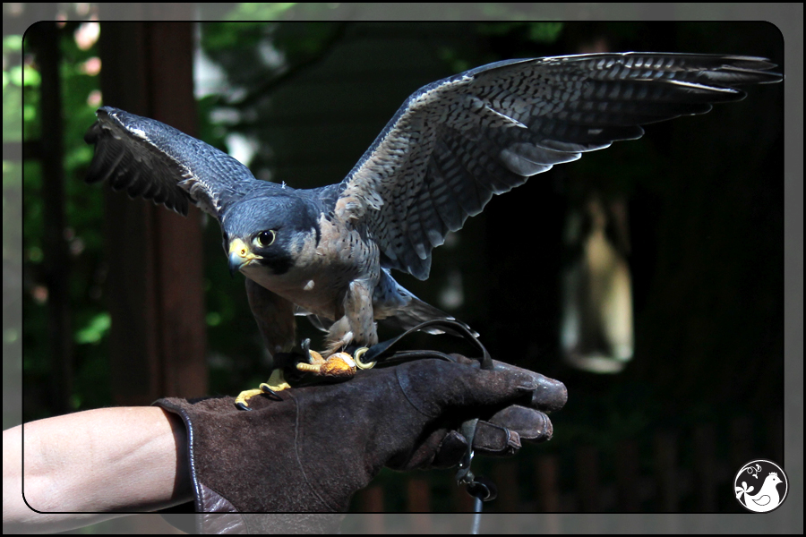 Ridgetop Farm and Garden | Birds of 2013 | Week 38 | Audubon Society | Peregrine Falcon | Finnegan