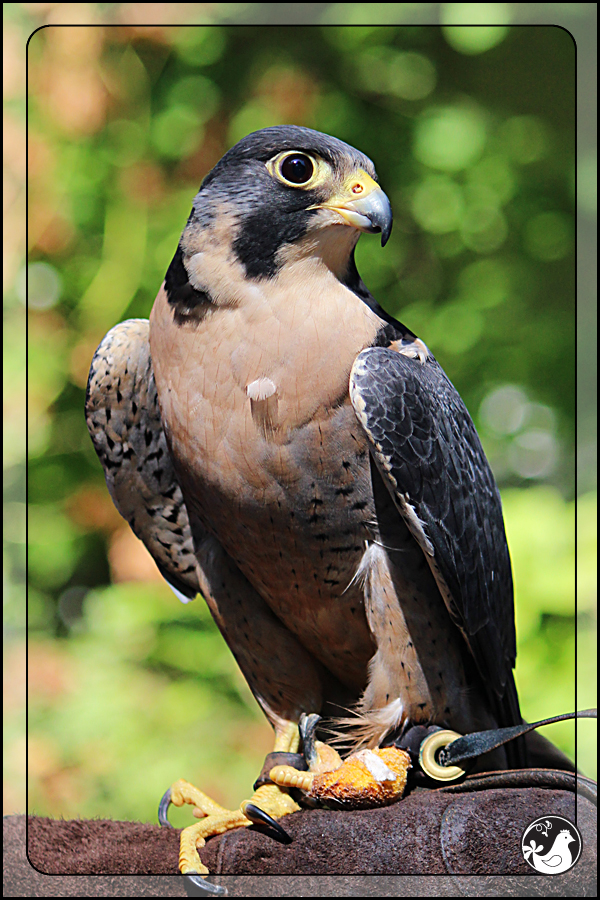 Ridgetop Farm and Garden | Birds of 2013 | Week 38 | Audubon Society | Peregrine Falcon | Finnegan