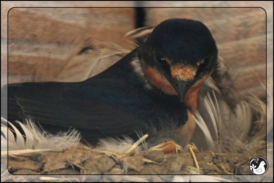 Ridgetop Farm and Garden | Birds of 2013 | Week 31 | Barn Swallow
