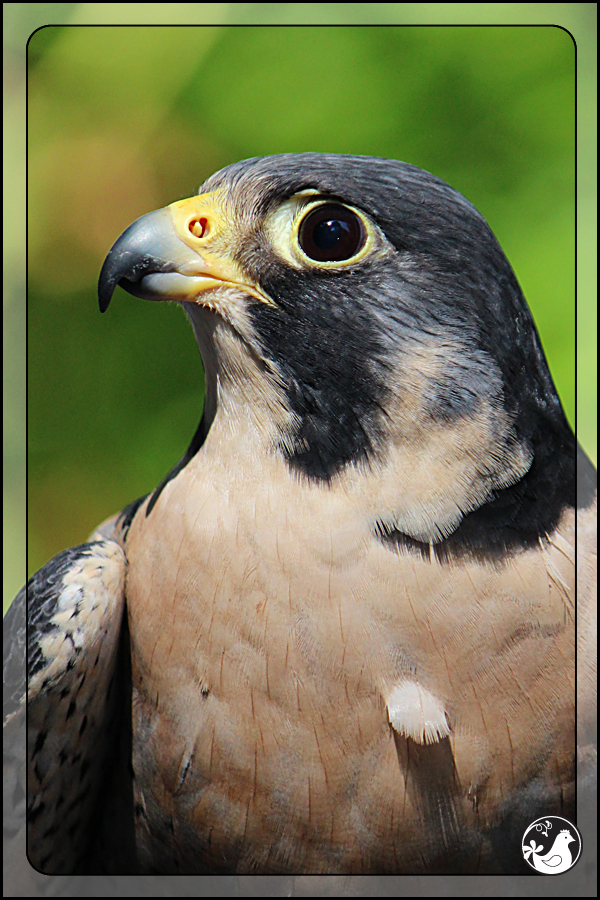 Ridgetop Farm and Garden | Birds of 2013 | Week 38 | Audubon Society | Peregrine Falcon | Finnegan