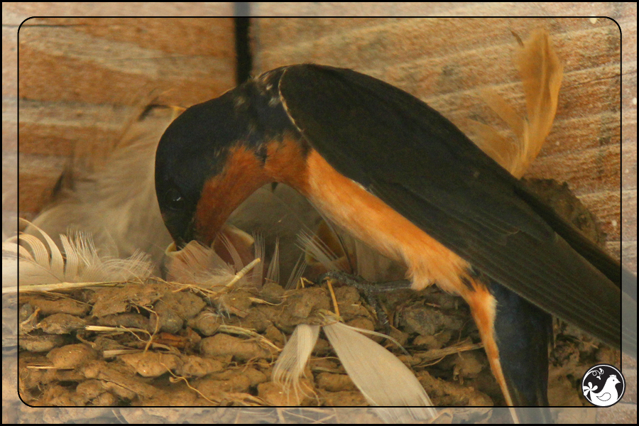 Ridgetop Farm and Garden | Birds of 2013 | Week 31 | Barn Swallow