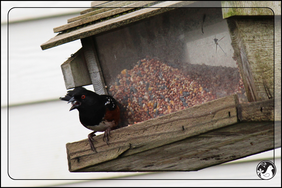 Ridgetop Farm and Garden | Birds of 2013 | Week 15 | Spotted Towhee