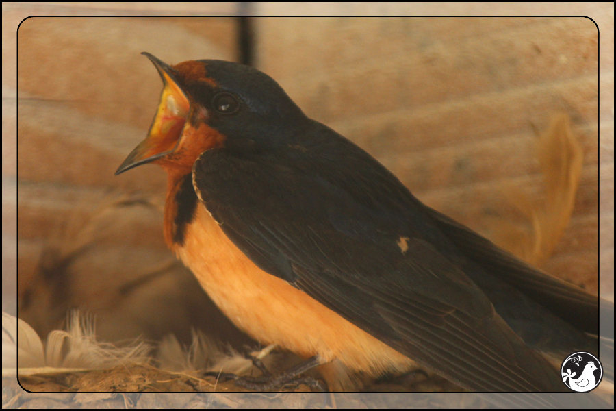 Ridgetop Farm and Garden | Birds of 2013 | Week 31 | Barn Swallow