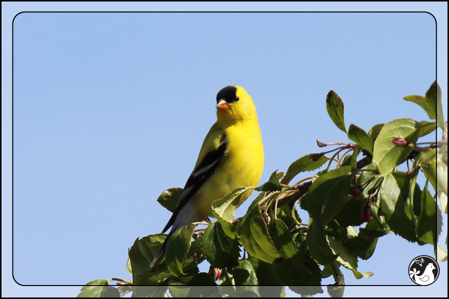 Ridgetop Farm and Garden | Birds of 2013 | Week 17 | American Goldfinch