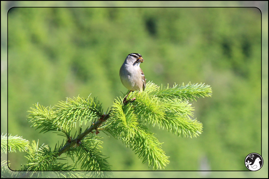 Ridgetop Farm and Garden | Birds of 2013 | Week 34