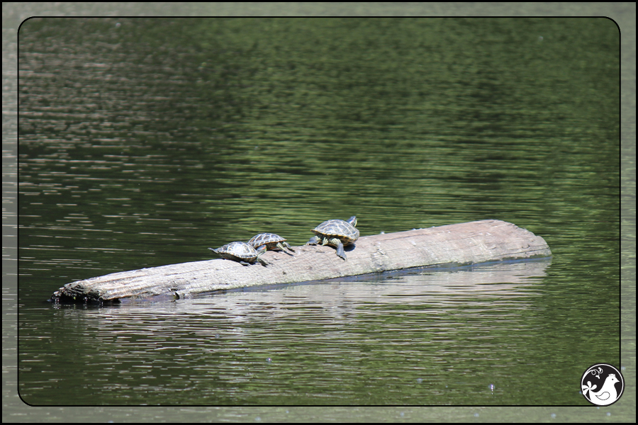 Ridgetop Farm and Garden | Birds of 2013 | Week 29 | Laurelhurst Park