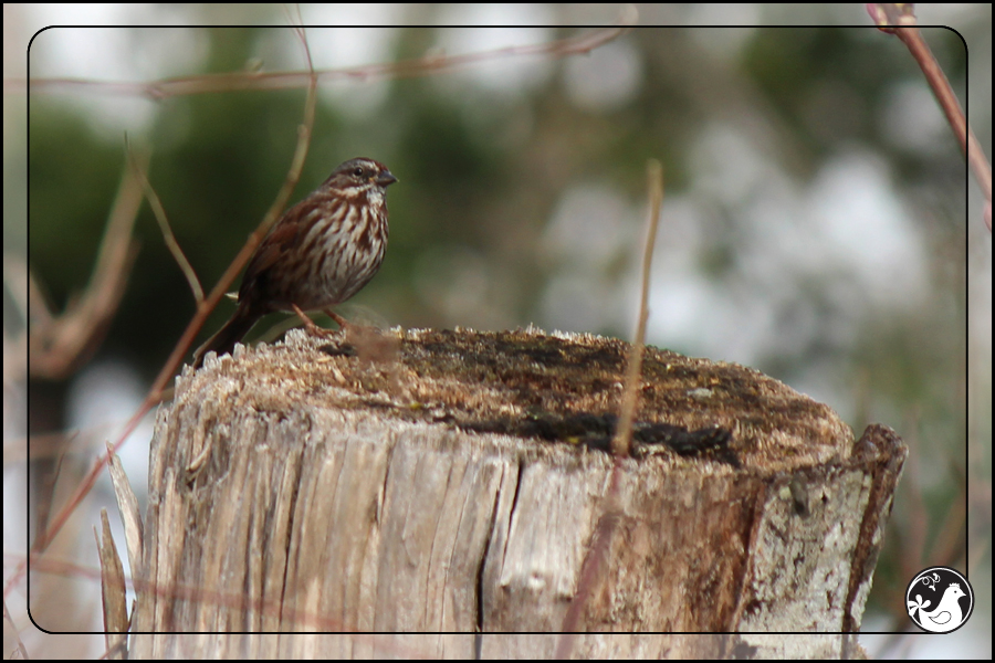 Ridgetop Farm and Garden | Birds of 2013 | Week 13 | Fox Sparrow