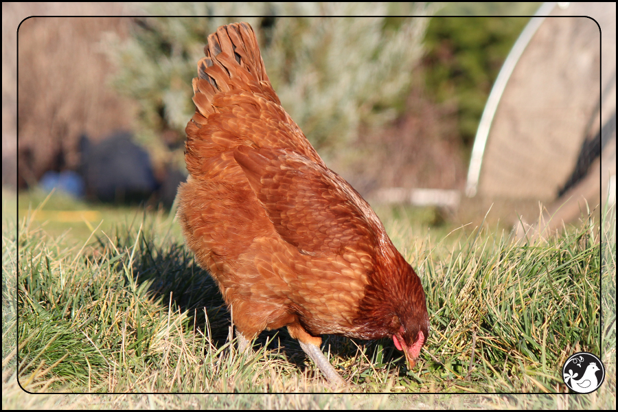 Ridgetop Farm and Garden | Our Flock | Rhode Island Reds