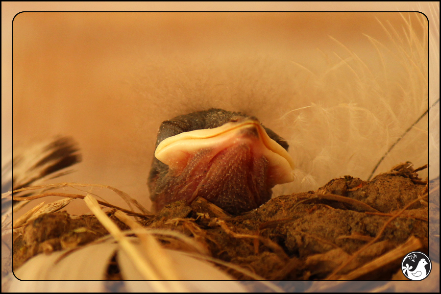 Ridgetop Farm and Garden | Birds of 2013 | Week 31 | Barn Swallow