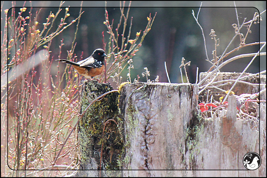 Ridgetop Farm and Garden | Birds of 2013 | Week 13 | Spotted Towhee