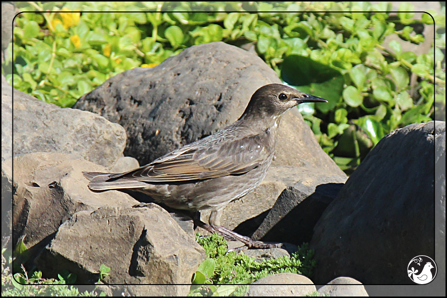 Ridgetop Farm and Garden | Birds of 2013 | Week 32