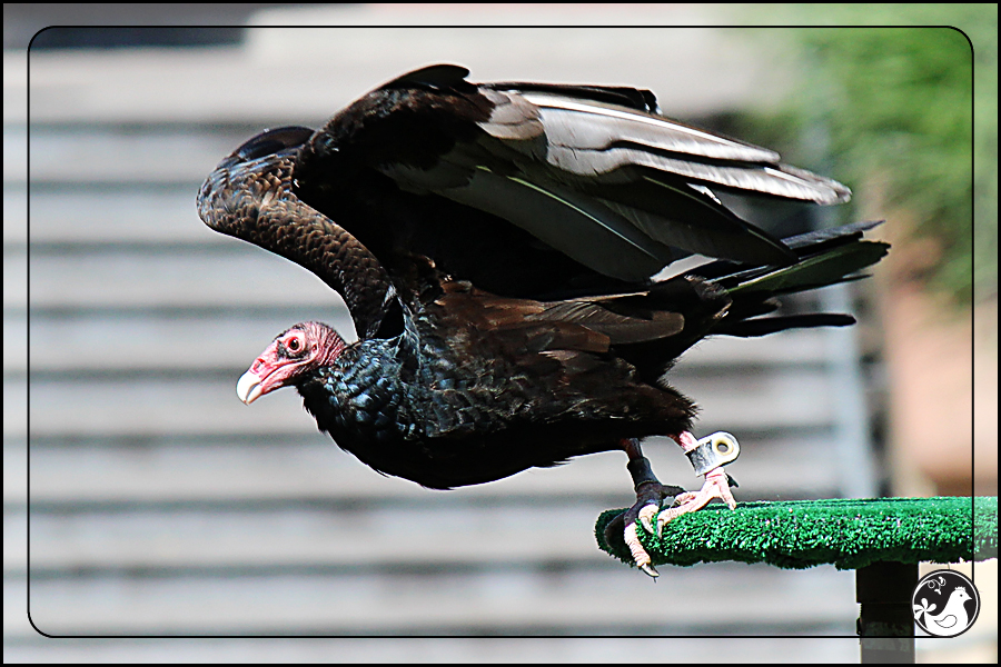 Ridgetop Farm and Garden | Birds of 2013 | Week 35 | Turkey Vulture