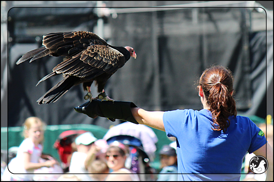 Ridgetop Farm and Garden | Birds of 2013 | Week 35 | Turkey Vulture
