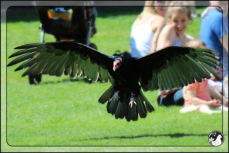 Ridgetop Farm and Garden | Birds of 2013 | Week 35 | Turkey Vulture