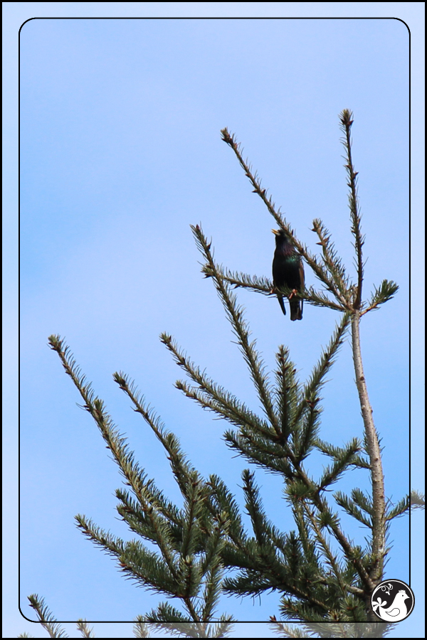 Ridgetop Farm and Garden | Birds of 2013 | Week 13 | European Starling