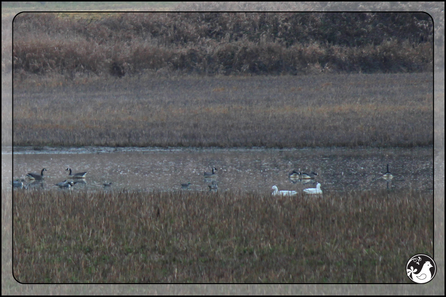 Ridgetop Farm and Garden | Birds of 2013 | Week 52