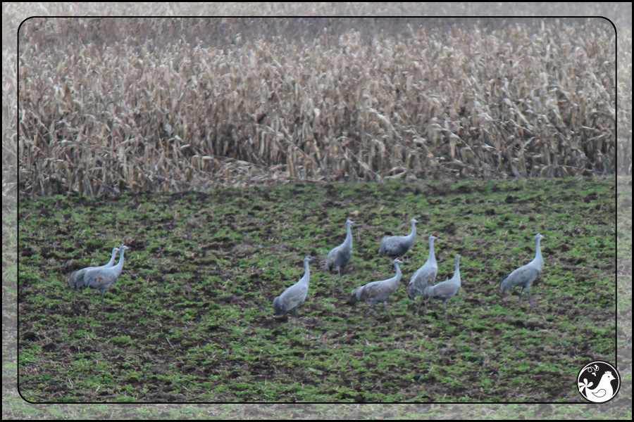 Ridgetop Farm and Garden | Birds of 2013 | Week 52 | Sandhill Cranes